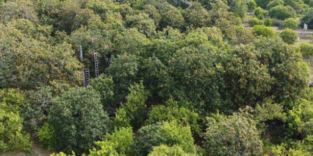 Günlük 2 ton toplanıyor, adına ‘Sarı altın’ deniliyor! Ülkeler almak için sırada: 90 TL’den havada kapılıyor 3